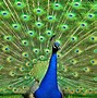Image result for Colorful Feathers