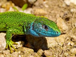 Image result for European Green Lizard