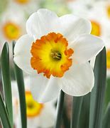 Image result for Narcissus Roulette