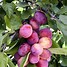 Image result for Small Plum Tree