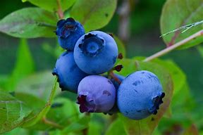 Image result for Blueberry Companion Plants