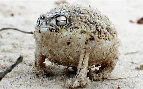 Image result for Screaming Desert Frog