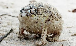 Image result for Angry Fat Frog