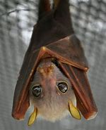 Image result for Bat Eyes Images