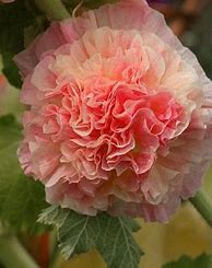 Image result for Alcea rosea double apricot