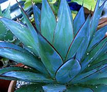 Image result for Cactus Blue Emmaus PA
