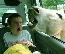 Image result for Amazing and Funny Wallpapers