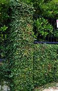 Image result for Outdoor Creeping Fig