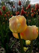 Image result for Tulipa Charming Beauty
