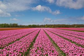 Image result for Baby Pink Flowers Field