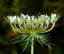 Image result for inflorescencia