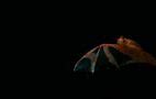 Image result for Thai Painted Bats