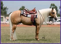 Image result for Palomino Horse Barrel Racing