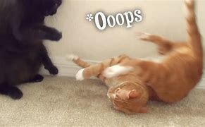 Image result for Kitty Cat Fails