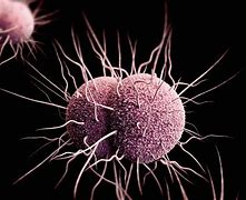 Image result for Gonorrhea Bacteria