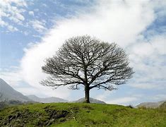 Image result for árvores