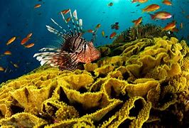 Image result for Clear Underwater Ocean Wallpaper