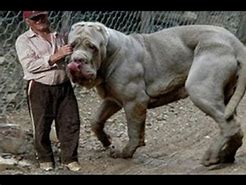 Image result for Biggest Dog to Ever Live