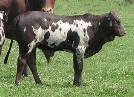 Image result for Watusi Cattle