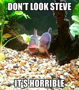 Image result for Funny Memes Fish Food