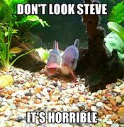 Image result for Aquarium Humour