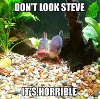 Image result for Cracking Aquarium Meme