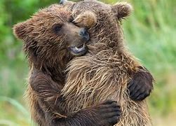 Image result for Ice Bear Hug