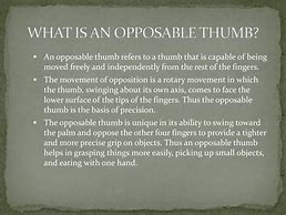 Image result for Opposable Thumb Meaning