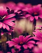 Image result for Hot Pink Flower Background