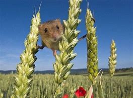 Image result for Cute Field Mouse Drawing