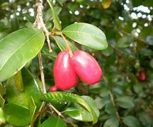 Image result for Syzygium Species