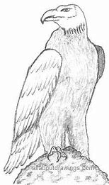 Image result for Single Line Eagle Drawing