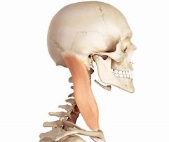 Image result for Mastoid Process