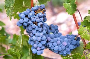 Image result for Blue Grape Tree