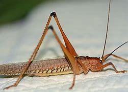 Image result for Costa Rican Tree Cricket