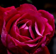 Image result for Dark Pink Colored Roses