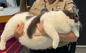 Image result for World's Fattest Cat in the World