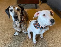 Image result for Great Dane Dachshund