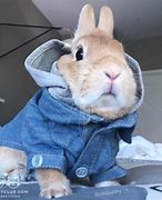 Image result for Funny Cute Baby Bunnies