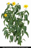 Image result for Yellow Flower Plant