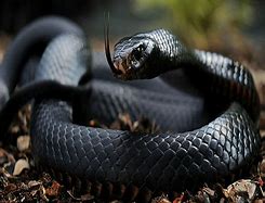 Image result for Black Mamba Drawing Easy