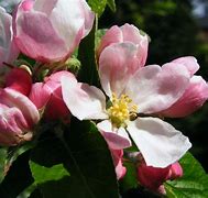 Image result for Apple Blossom Plant
