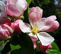 Image result for Flowering Apple Tree