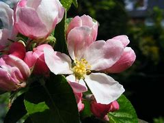 Image result for Apple Fruit Flower