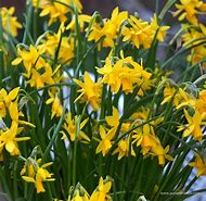 Image result for Narcissus Tiny Bubbles
