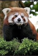 Image result for Cool Weird Animals