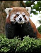 Image result for Most Amazing Animals in the World