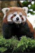 Image result for Cutest Unknown Animals On Earth