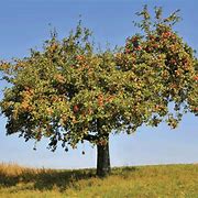 Image result for Full-Grown Apple Tree