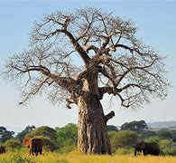 Image result for baobab